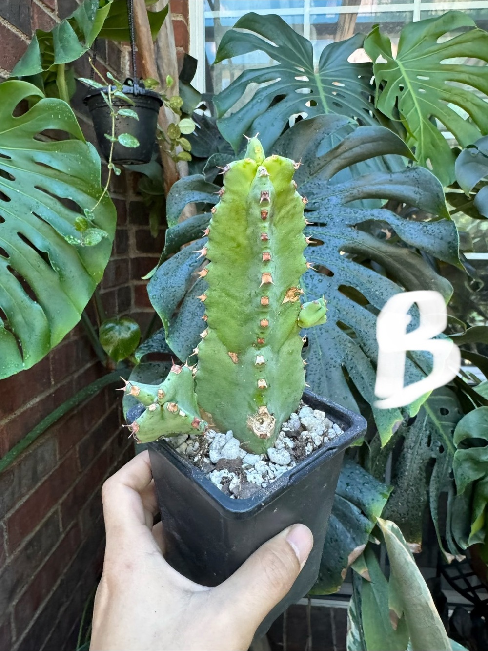 Euphorbia Resinifera ‘Morrocan Mound’ 6-7”